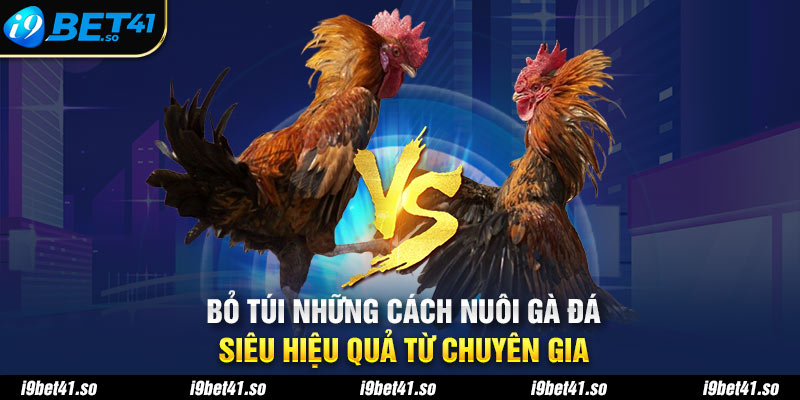 Bỏ Túi Những Cách Nuôi Gà Đá Siêu Hiệu Quả Từ Chuyên Gia