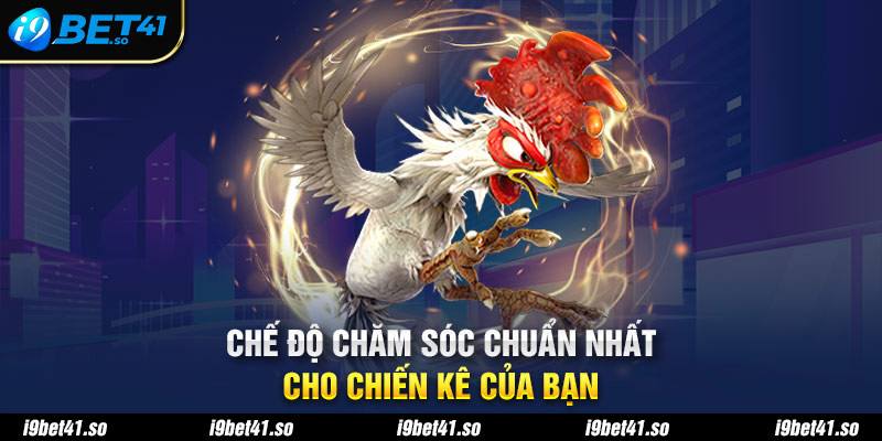 Chế độ chăm sóc chuẩn nhất cho chiến kê của bạn