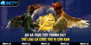 Đá Gà Trực Tiếp Thomo 24/7 - Thể Loại Cá Cược Thú Vị Cho Bạn