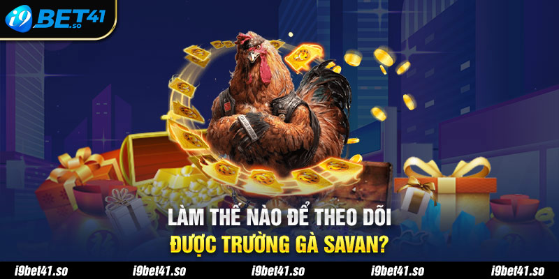 Làm thế nào để theo dõi được trường gà Savan?