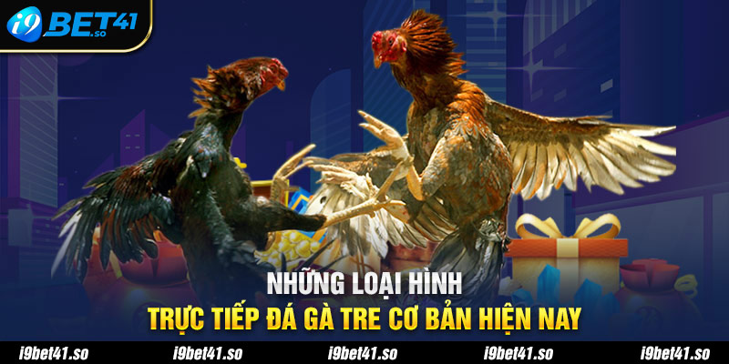 Những loại hình trực tiếp đá gà tre cơ bản hiện nay