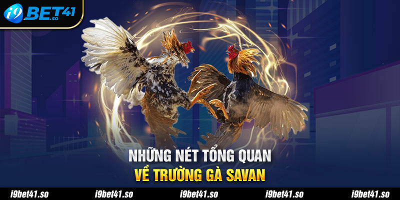 Những nét tổng quan về trường gà Savan