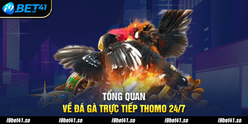 Tổng quan về đá gà trực tiếp thomo 24/7