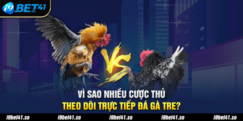 Vì sao nhiều cược thủ theo dõi trực tiếp đá gà tre?